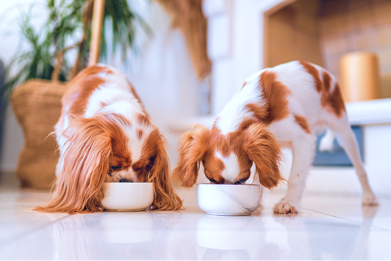 Two dogs eating Tastilux® Paws pet food