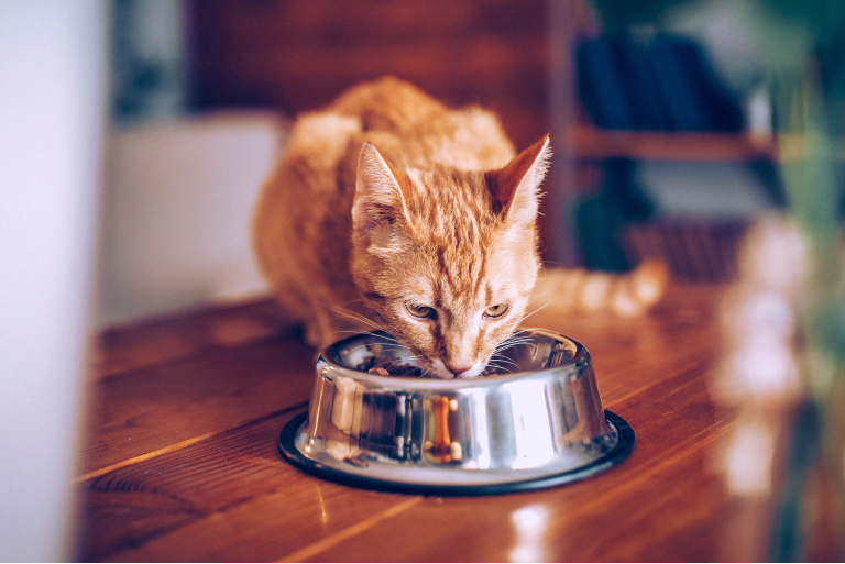 Cat eating Tastilux® Paws pet food